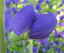 Die blaue Blume ou la fleur bleue de Novalis