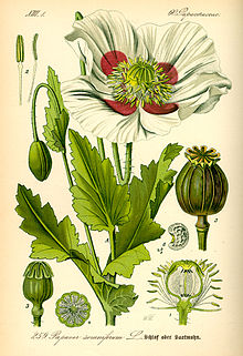 Opium est extrait de la fleur du pavot