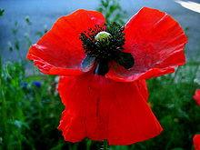 220px corn poppy papaver rhoeas