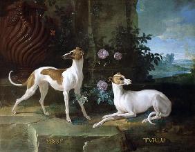 Chiens de Louis XV