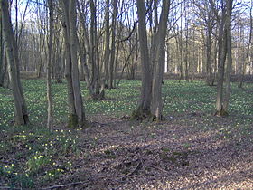 Forêt de Sénart