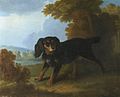 Mimi, le chien de Mme de Pompadour